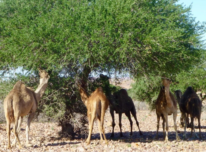 Agadir Desert 4x4 Day Trip with Lunch - activities for rent on RENTS.ma