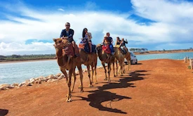 Agadir Camel Ride and Flamingo River Tour - activities for rent on RENTS.ma