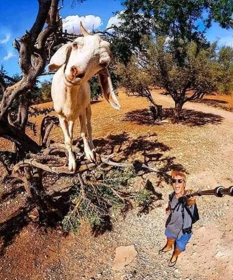 Agadir Desert 4x4 Day Trip with Lunch - activities for rent on RENTS.ma