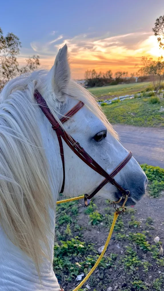 Balade à cheval au coucher du soleil – Casablanca 🌅 - activities for rent in casablanca - RENTS.ma