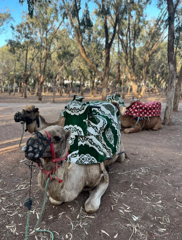 Camel & Horse in Agadir - activities for rent on RENTS.ma