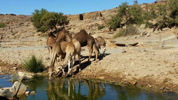Agadir Desert 4x4 Day Trip with Lunch - activities for rent on RENTS.ma