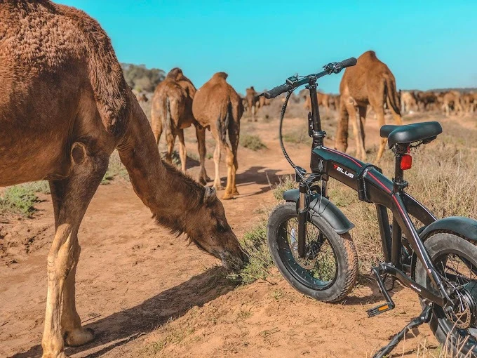 Shine n Ride Agadir Ebike Tour and Rental - bicycles for rent in agadir - RENTS.ma