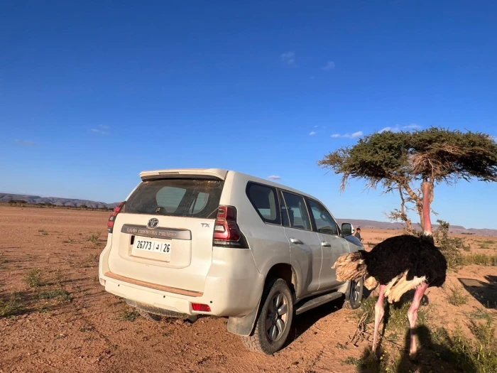 Medloc Car Rental Marrakech - cars for rent in marrakech - RENTS.ma