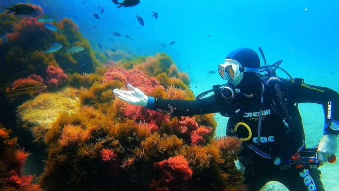 Underwater Exploration & Diving in Tangier - diving for rent in tangier - RENTS.ma