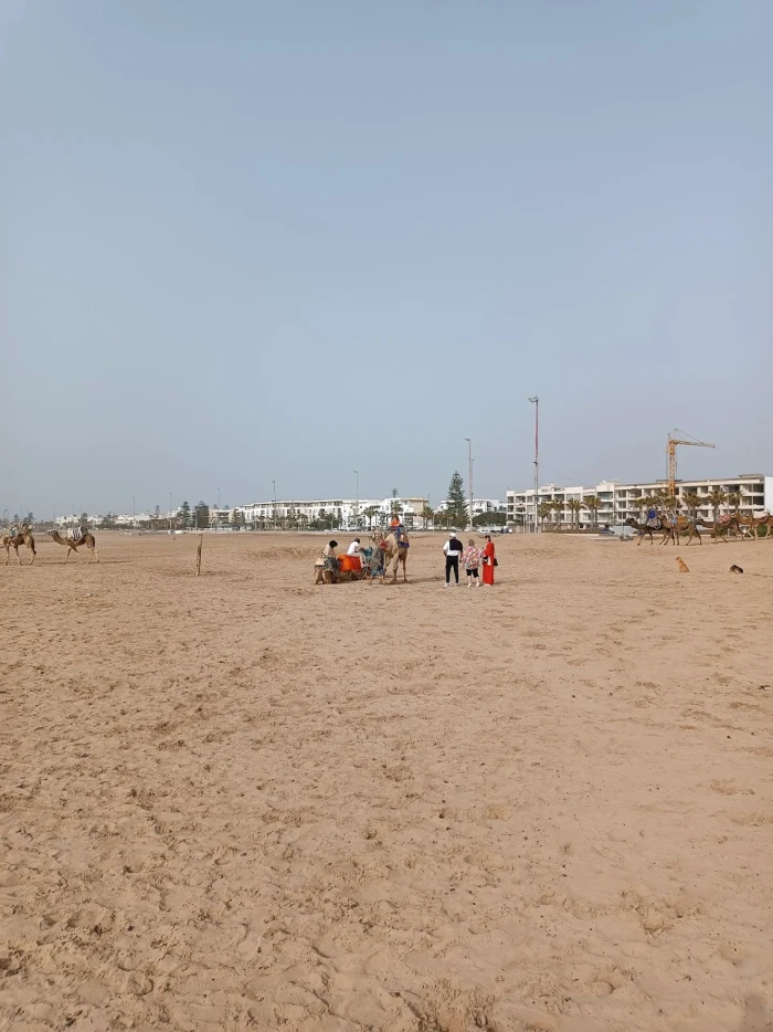 Kingdom Of Surf - Essaouira Surf - surf for rent in essaouira - RENTS.ma