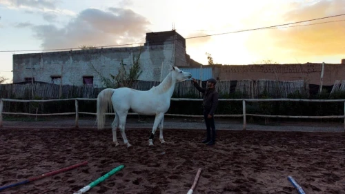 Marrakech : Visite privée à cheval dans la palmeraie avec thé - book activity in marrakech - RENTS.ma
