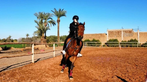 Marrakech : Visite privée à cheval dans la palmeraie avec thé - book activity in marrakech - RENTS.ma