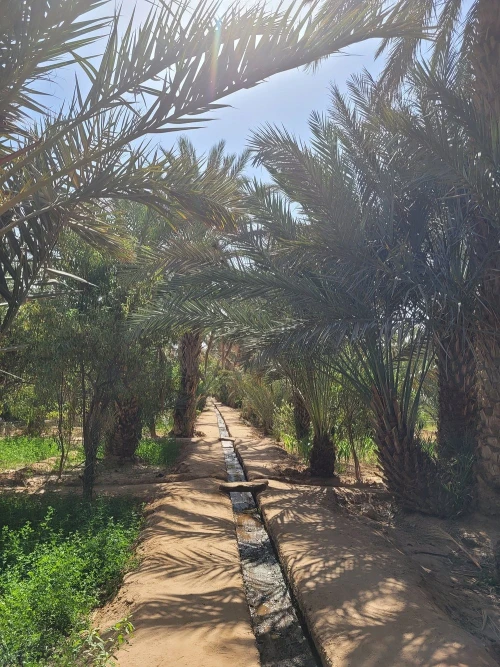 Berber Experience: Private Sahara Desert Half-Day Trip - book activity in errachidia - RENTS.ma