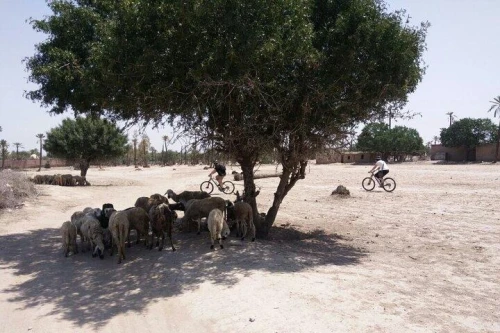 The Palmery Off-Road Bike Tour from Marrakech - book activity in marrakech - RENTS.ma