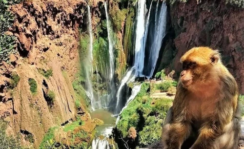 From Marrakech: Ouzoud Waterfalls Guided Hike and Boat Trip - book activity in marrakech - RENTS.ma
