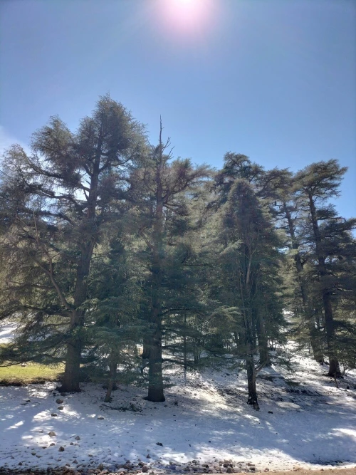 Middle Atlas Mountains, Cedar Forest and Azrou Day Trip from Fez - book activity in fes - RENTS.ma