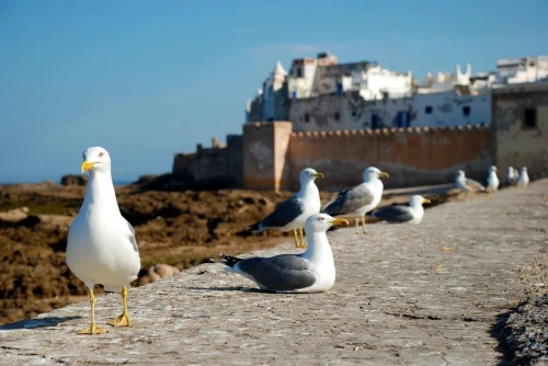 Essaouira City Bike Tours - book activity in marrakech - RENTS.ma