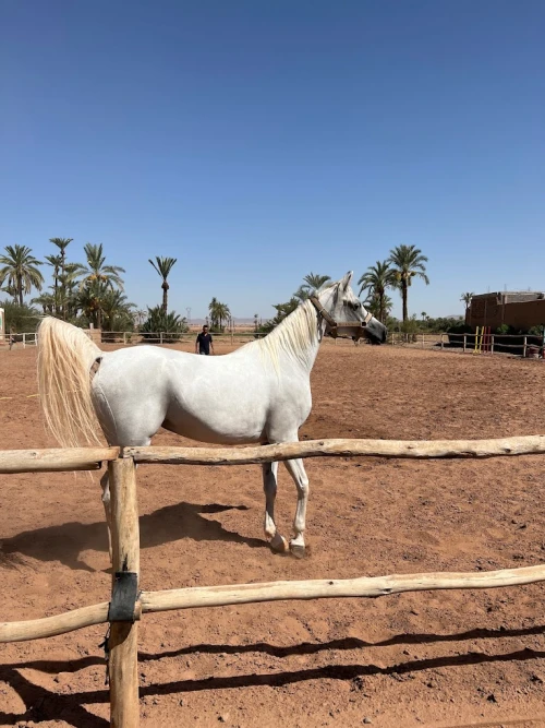 Balades à cheval et randonnées équestres à Rabat - book activity in rabat - RENTS.ma