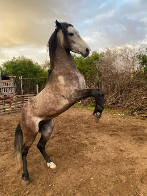 Horseback Riding - Les Cavaliers D’Essaouira - book activity in essaouira - RENTS.ma
