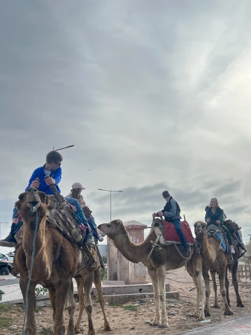 Camel Ride in Paradise – Essaouira - book activity in essaouira - RENTS.ma