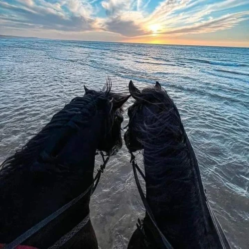 Horseback Riding El Jadida - Club d'équitation - book activity in el-jadida - RENTS.ma