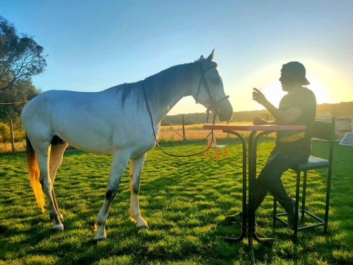 Horseback Riding El Jadida - Club d'équitation - book activity in el-jadida - RENTS.ma
