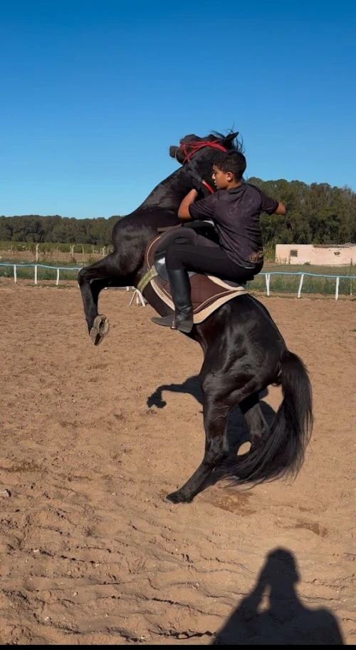 horseback riding El Jadida - Mazagan Horseriders - book activity in el-jadida - RENTS.ma