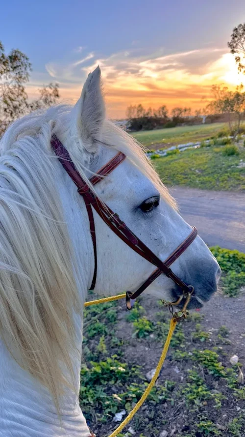 Sunset Horse Ride in Casablanca – Dar Bouazza 🌅 - book activity in casablanca - RENTS.ma