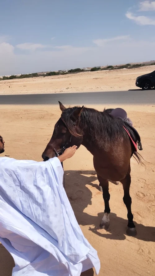Horse Riding in Dakhla – Ride Between Desert & Ocean 🌊🏜️ - book activity in dakhla - RENTS.ma