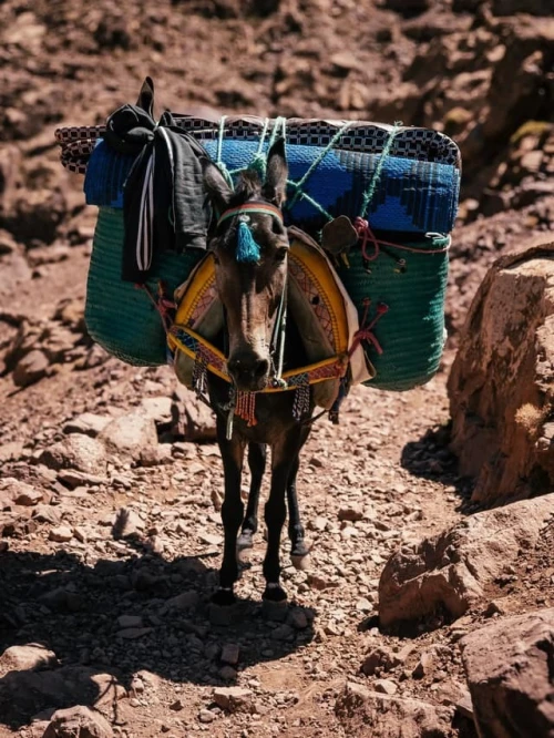 2 Days Mount Toubkal trek from Marrakech - book activity in marrakech - RENTS.ma