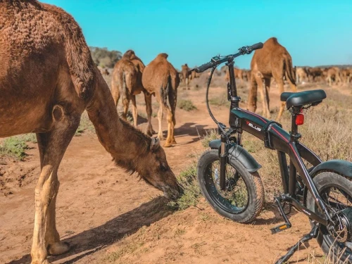 Shine n Ride Agadir Ebike Tour and Rental - bicycles for rent in agadir - RENTS.ma