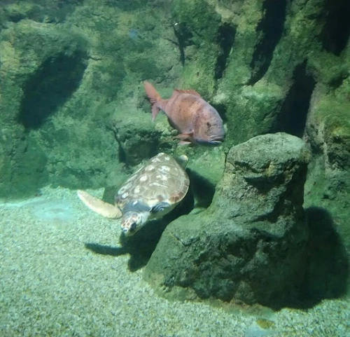 Diving in Tangier – Explore the Underwater World - diving for rent in tangier - RENTS.ma