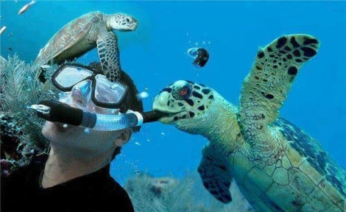 Diving in Tangier – Explore the Underwater World - diving for rent in tangier - RENTS.ma