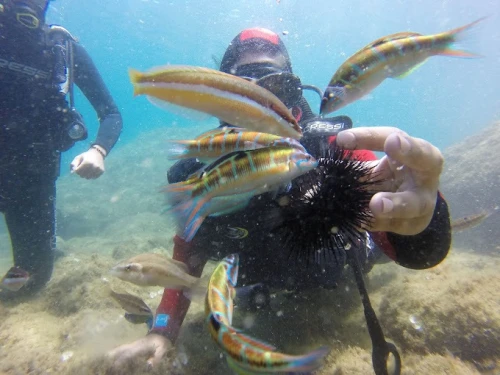 Diving Maroc - Octopus Club - diving for rent in tetouan - RENTS.ma