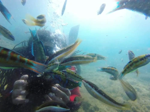 Diving Maroc - Octopus Club - diving for rent in tetouan - RENTS.ma