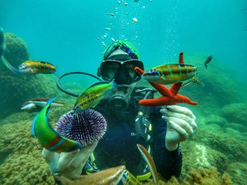 Diving Maroc - Octopus Club - diving for rent in tetouan - RENTS.ma