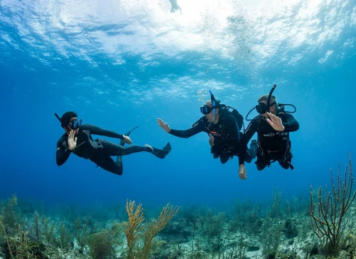 PADI Open Water Diver Certification – Start Your Underwater Adventure! - diving for rent in tangier - RENTS.ma