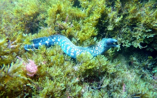 PADI Open Water Diver Certification – Start Your Underwater Adventure! - diving for rent in tangier - RENTS.ma