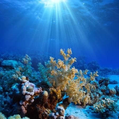 PADI Open Water Diver Certification – Start Your Underwater Adventure! - diving for rent in tangier - RENTS.ma