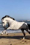 Les Cavaliers D'essaouira - Balades à cheval et randonnées